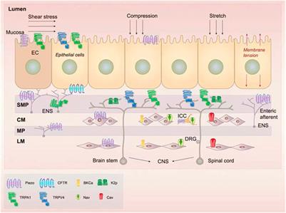 The role of mechanosensitive ion channels in the gastrointestinal tract